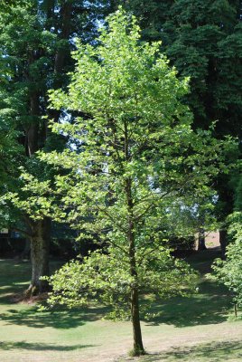 Platanus x hispanica (acerifolia) - platan javorolistý - letní habitus (73)